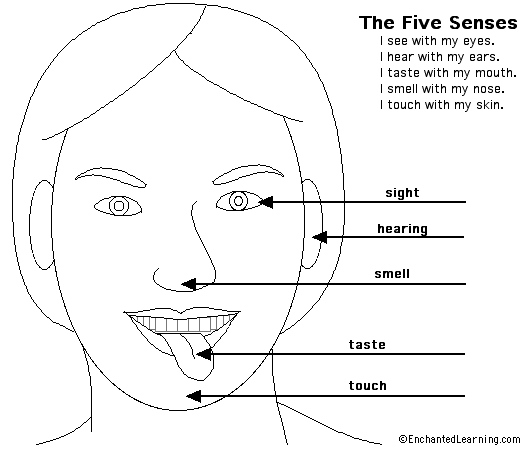 Label the Senses in English - answers