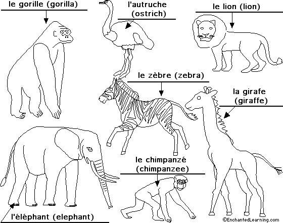 Label African animals in French - answers