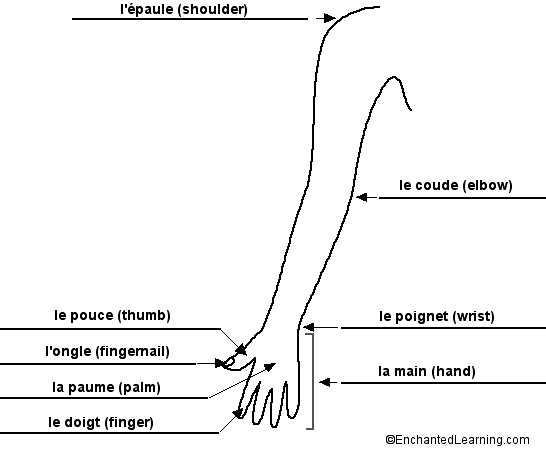 Label the Arm in French - answers