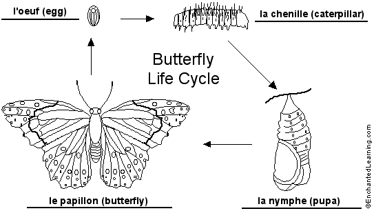 butterfly lifecycle to label