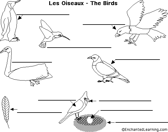 Label birds in French
