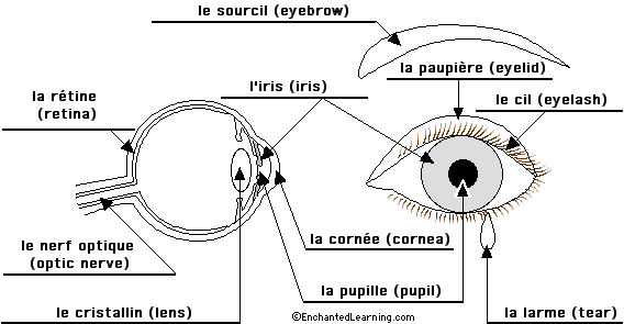 Label the eye in French - answers