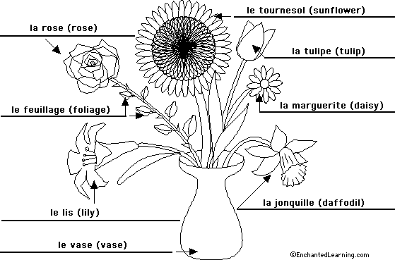 Label the flowers plant in French - answers