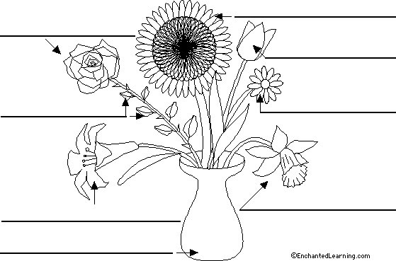 Label the flowers in French