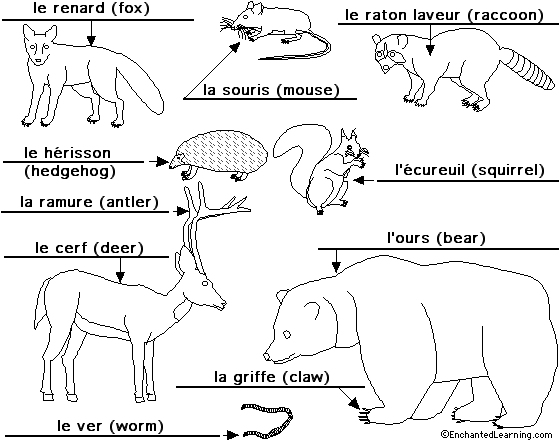 Label forestanimals in French - answers