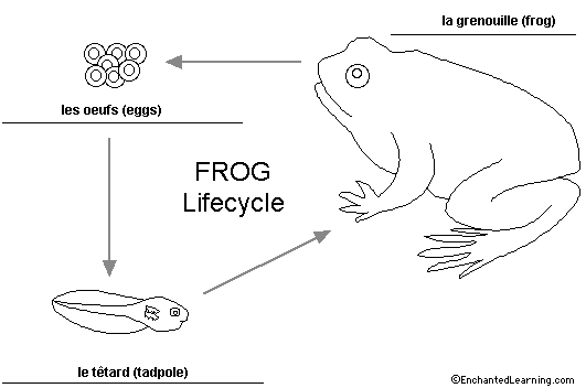frog lifecycle to label