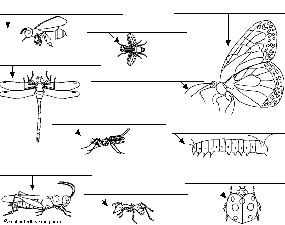 Insects to label