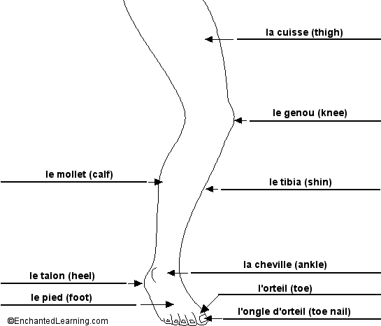 Label the Leg in French - answers