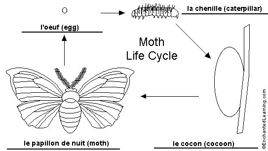 moth lifecycle to label