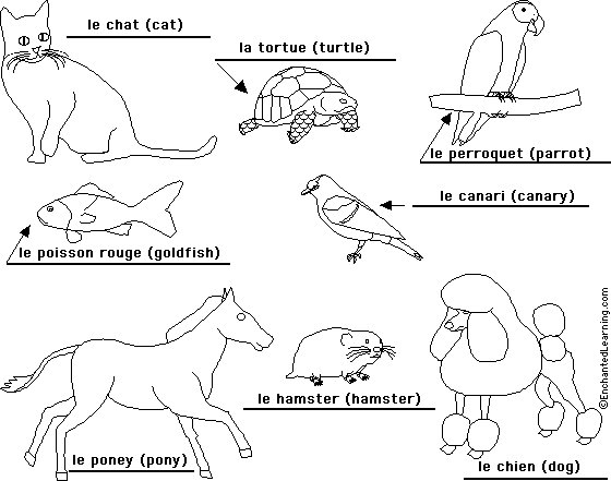 Label pets in French - answers