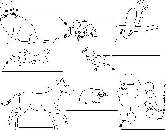 Label pets in French