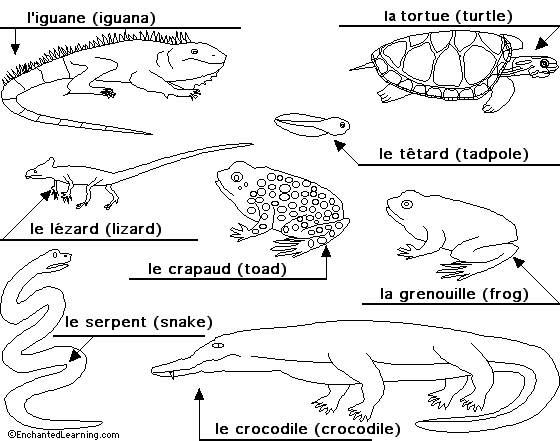 Reptiles and amphibians to label