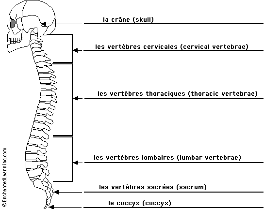 Label the spine in French - answers