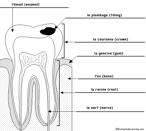 Label the Tooth in French - answers