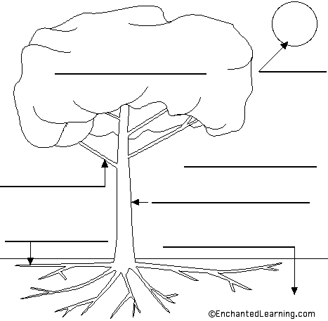 Label the tree in French