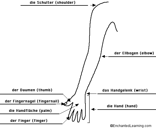 Label the Arm in German - answers