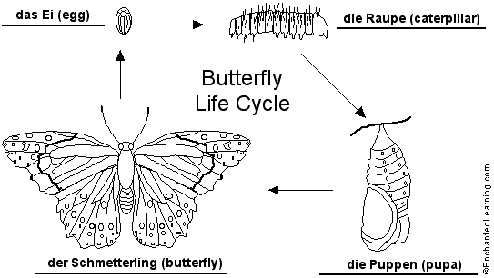 butterfly lifecycle to label