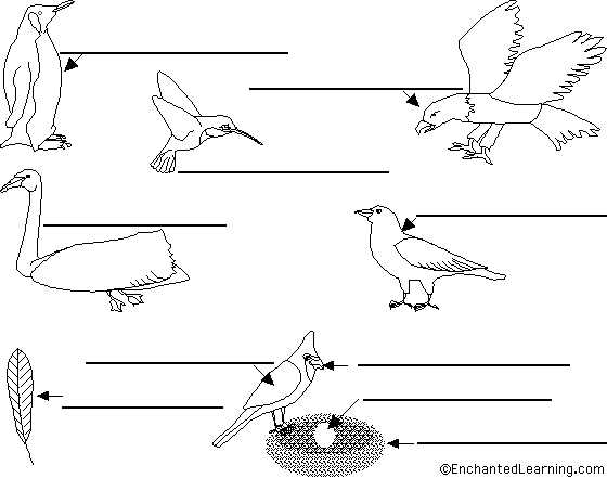 Label birds in German