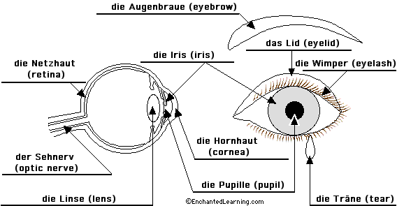 Label the eye in German - answers