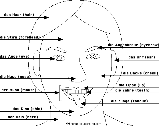 Label the head in German - answers