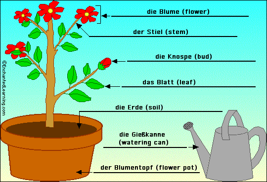 Label the flowering plant in German - answers