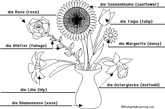 Label the flowers plant in German - answers