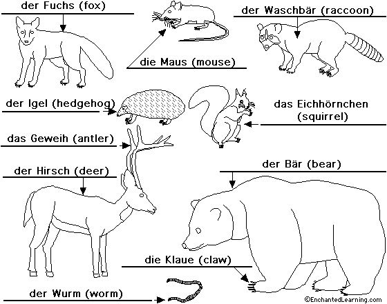 Label forestanimals in German - answers