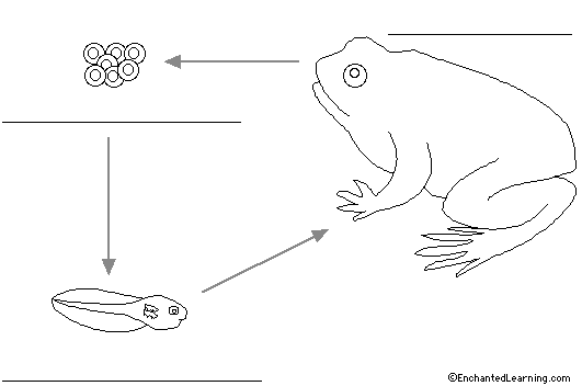 frog lifecycle to label