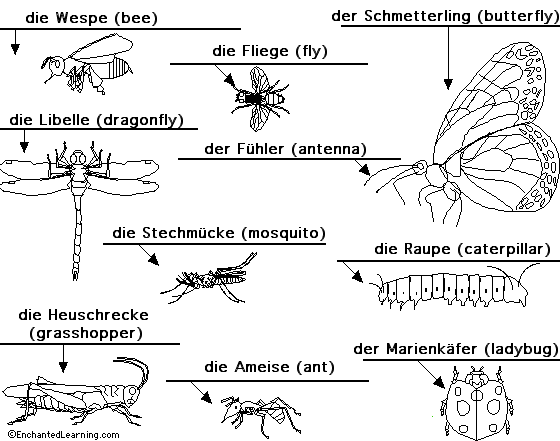 Insects to label