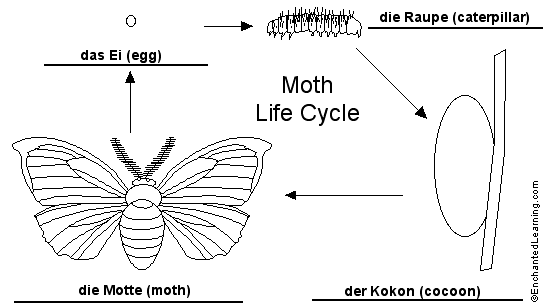 moth lifecycle to label