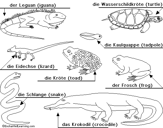 Reptiles and amphibians to label