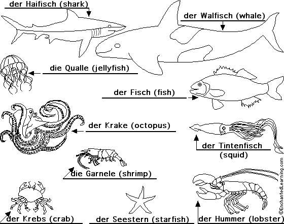 Label Sea Animals in German - answers