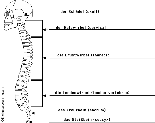 Label the spine in German - answers