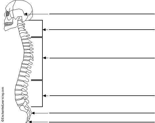 Label the spine in German