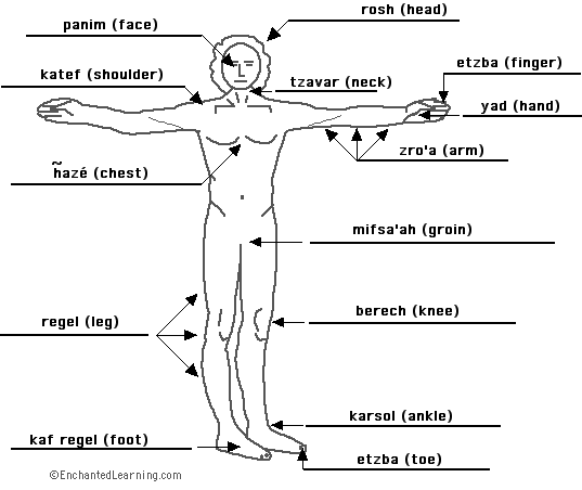 Label the body in Hebrew - answers