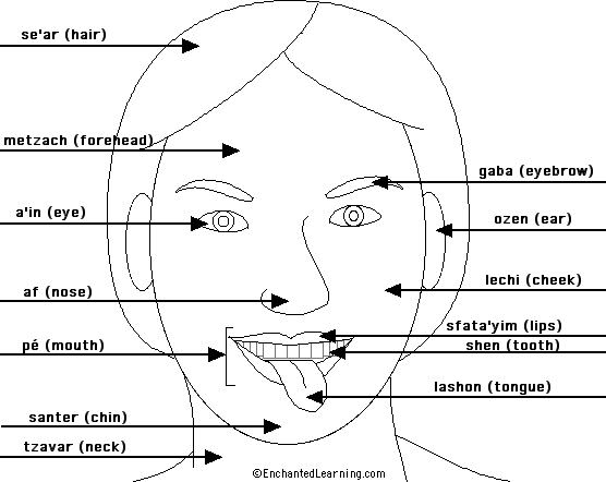Label the face in Hebrew - answers