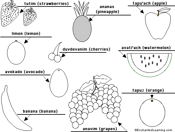 Label the fruit in Hebrew - answers