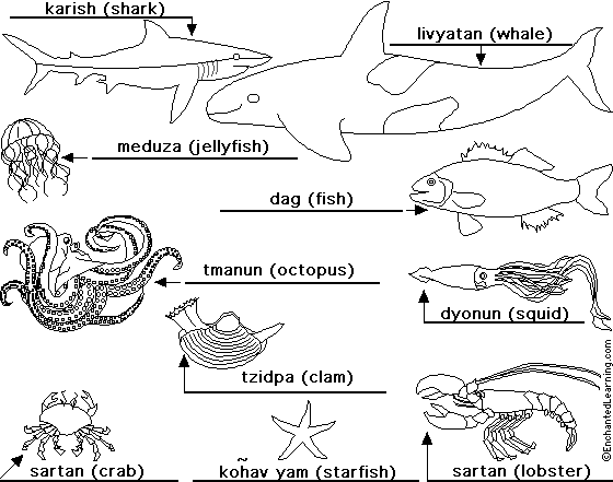Label the sea animals in Hebrew - answers