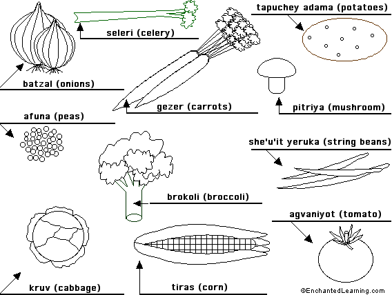 Label the vegetables in Hebrew - answers
