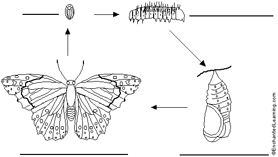butterfly lifecycle to label