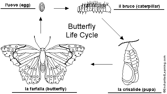 butterfly lifecycle to label