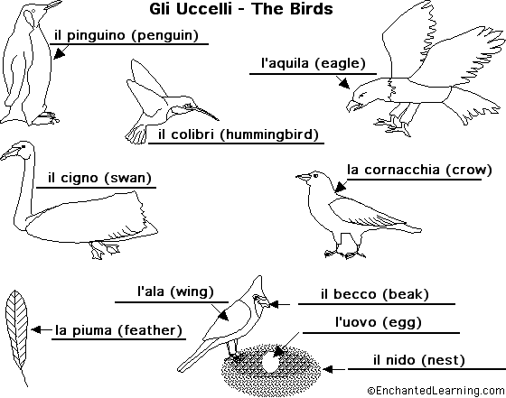 Label birds in Italian - answers