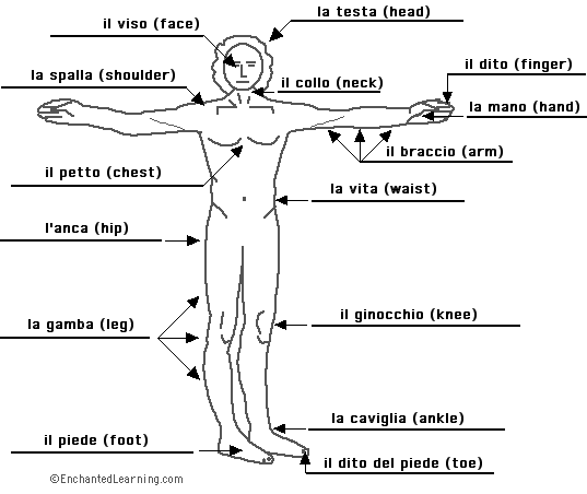 Label the body in Italian - answers