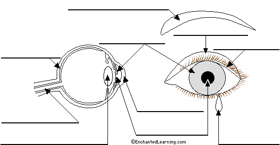 Label the eye in Italian