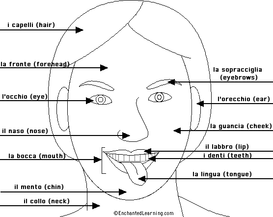 Label the head in Italian - answers