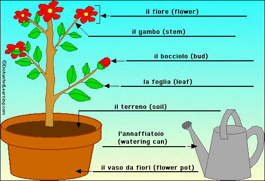 Label the flowering plant in Italian - answers