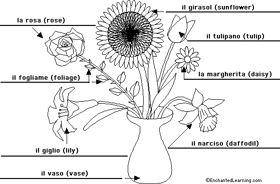 Label the flowers plant in Italian - answers