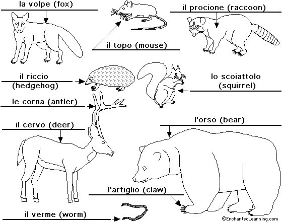 Label forestanimals in Italian - answers
