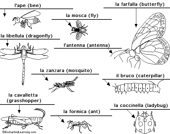 Insects to label