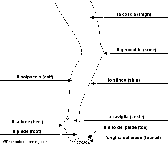 Label the Leg in Italian - answers